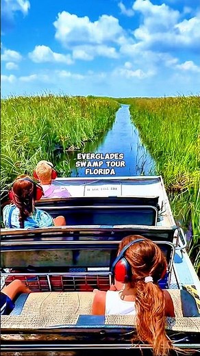 When Your Swamp Tour Stops for a Gator to Cross | Everglades Swamped Tours