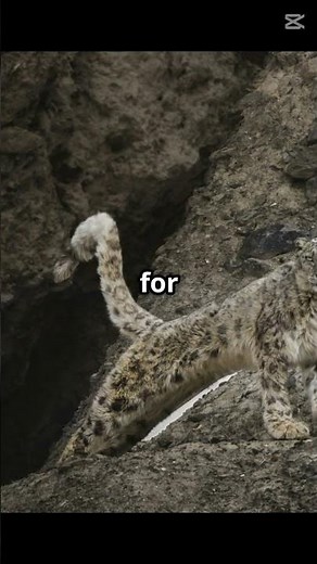 Snow Leopard vs Leopard Spot the Difference!