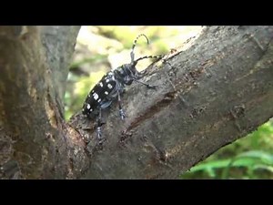 ゴマダラカミキリ産卵