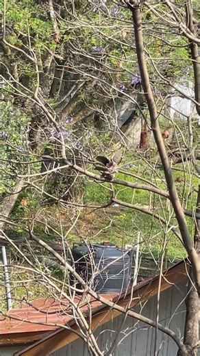 Everything can be capture #nature #birds #reproduction