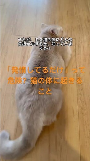 猫の健康を守るために知ってほしいこと#猫の発情 #避妊手術の大切さ #猫の健康を守る #猫の命 #猫の医療 #ペットケア #猫の行動学 #猫の豆知識 #猫との暮らし #猫動画