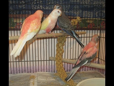 Rubino Bourke Parakeet's Bath & More