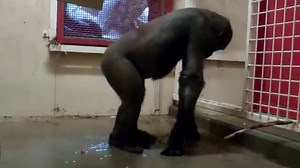 Gorilla dancing to 'Flashdance' has some serious moves