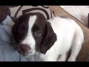 ★ My 8 Week Old Springer Spaniel ★CUTE★