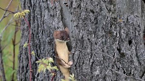 Weasels In The Wild: Close-Up Footage of a Predator's Life