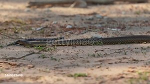 652K views · 16K reactions | Most venomous snakes part 02 #newsantalireelsvideo #santaliviralreels #adibasi_viral_reels_adda #santalireels #santali #adivasi #jharkhand #Adibasi #instadaily #facebookpost | Hema Hasda | Facebook