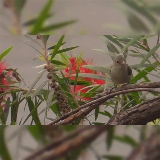 Juvenile pale-billed flowerpecker learning the ropes of being a nectar seeker