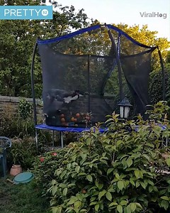 Balls on trampoline.... ZOOMIES ACTIVATED 😄 | Tyla