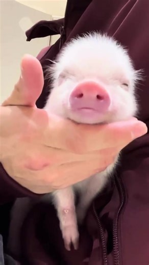 癒しの1分間：マイクロブタカフェの楽しみ