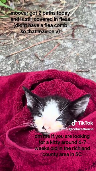 LOOKING FOR HOMES 🐾 6-7 weeks old, raised outdoors but are used to people. There are 9 kittens in total. We are looking for homes for the two mama cats as well. None of the strays have been TNR’d. We would if vouchers were completely free, but the cost is way too much for the 8 inside cats we already take care of. #fyp #help #adoptdontshop #adoptme #cat #catsoftiktok #columbiasc