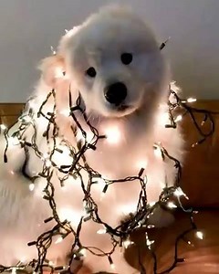 6.5K views · 1K reactions | wow is christmas cloud  | Dang, Doggo | Facebook