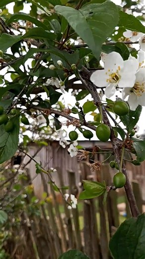 Why the plums and pears production has been on decline. There are several reasons behind this. Farmers nolonger improve their soil by applying the most important component of all - organic manure. If we go back during our grandparents time, the cow and sheep sheds used to be built within the Orchards and cows and sheep would rest and sleep under the pears and plums tree. Secondly, farmers nolonger prune the fruits, fumigate to control disease like fire blight, no foliar application and we nolong
