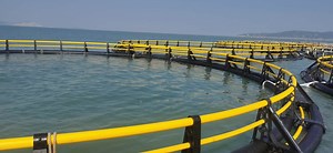 [Hot Item] Commercial Fishing Net Floats Fish Cage Floating for Fish Aquaculture Pisciculture