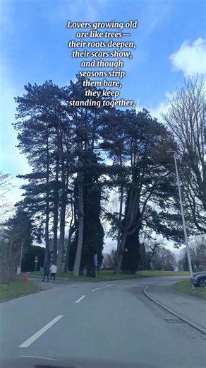 Trees are like lovers growing old together. They start as tender shoots, fragile and hopeful, learning how to stand side by side. Seasons test them—storms bend them, winters strip them bare—but their roots quietly grow deeper, intertwining beneath the ground where no one sees. With time, their trunks thicken, no longer smooth, marked by scars and lines that tell stories of surviving together. They may not bloom the same way every year, but their shade grows wider, calmer, more generous. Birds re