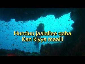 Sura T - Booree Album - Anaafiis - New Ethiopian Afan Oromo Music Lyrics 2024