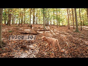 Hiking with my standard poodle & life update.