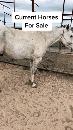 Current Horses For Sale - Quality Equines Available Now