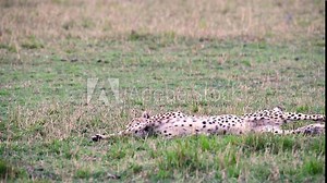 Slow-motion video of a tired cheetah cat stretching and yawning after waking up from a nap.