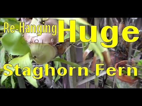 How I Re-Hung a Very Large Staghorn Fern