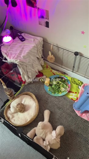 cage tour! 💗 I hope this video isn’t to boring!! #guineapiglove #guineapigs #guineapigsoftiktok #guineapigcage #fyp