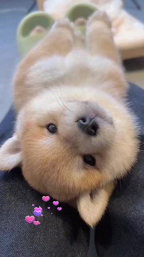 #うちの犬が可愛すぎる #癒し犬 #癒し犬のいる暮らし #もふもふ犬 #癒しのペット #癒しペット #可愛い犬の動画 #愛犬が可愛い #イッヌ #癒されるペット動画 #愛犬おもしろ動画 #犬かわいい #可愛い動物 #癒し動物 #ペットおもしろ犬 #可愛いペット #愛犬のいる暮らし #ペット動画 #犬ペットのいる暮らし
