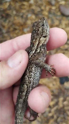 Western Fence Lizard Caught in SoCal #werftv #nature #fall #outdoors #reptiles