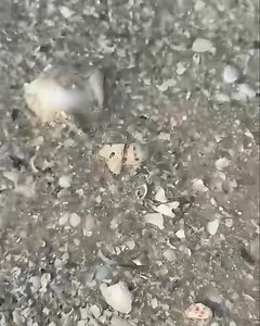 39K views · 179 reactions | Educational Programs on Marco Island An...