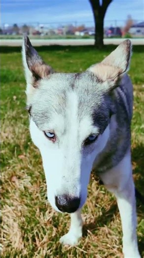 Is your home the one Vixy has been waiting for? Here is her perfect match! #IdahoLife #ForeverHome