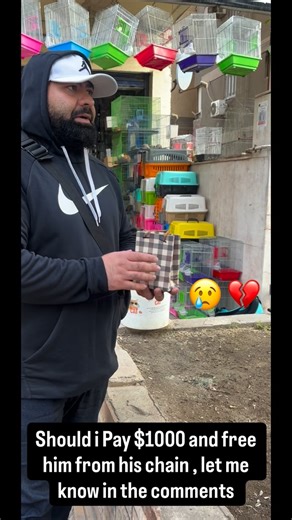 Allahisone on Instagram: "I was just passing by this place when I saw him… a beautiful green monkey, chained inside a pet seller’s shop 💔🐒 He caught my eye immediately. I bought him some oranges, and before I could even gift them to him, he jumped on my little bag, grabbed the oranges, and stole them 😂🍊 He was playful, funny, curious, and incredibly sweet. That small moment made me smile so much — I truly loved the interaction. But then reality hit me. This beautiful soul is chained, treated