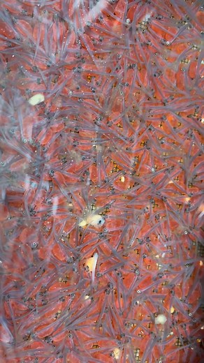 Chinook eggs now at Alevin Stage! | Tynehead Hatchery