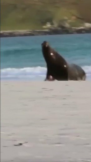Meet the Leopard Seal: Penguin Hunter 🐧