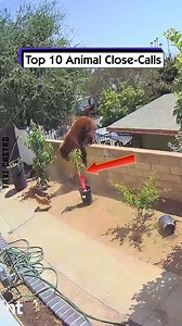 108K views · 256 reactions | Top 10 Animal Close Calls | Tavi Castro | Facebook