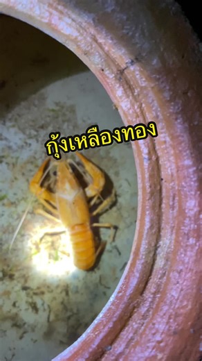 กุ้งเหลืองทอง: สีสันและการเลี้ยงที่น่าสนใจ