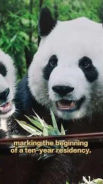 Giant Panda Hu Bao Turns 18! | iPanda【Pandas’ World Travel】