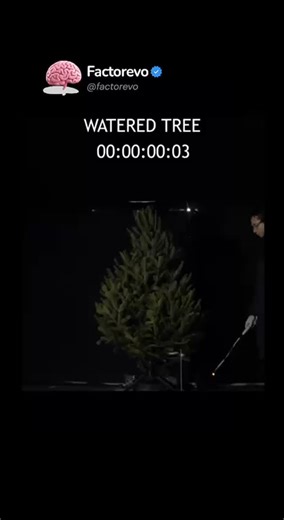 🇺🇸FACTOREVO | FACTS on Instagram: "Holiday decorations bring warmth and joy, but they can also hide serious risks A natural Christmas tree without water can quickly become a fire hazard According to the National Fire Protection Association Between 2016 and 2020, U.S. fire departments responded to an average of 160 home fires per year caused by Christmas trees These fires led to civilian deaths, injuries, and around 12 million dollars in property damage annually Scientists have repeatedly demon