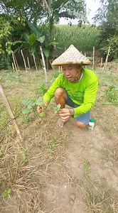 Herbecide na specialize sa damo na hirap patayin ng Glyphosate like paragis, cogon,bugang ay mabilis mapatay ng Fluazifop systemic Herbecide and kahit paliguan ng spray ang mga halaman na malalapad ang dahon di po mamatay gaya ng talong,sili,bell pepper,kamatis,sitaw,repolyo,pechay and etc. #followersreels #fyp #farming #farminglife | Pinoy Palaboy