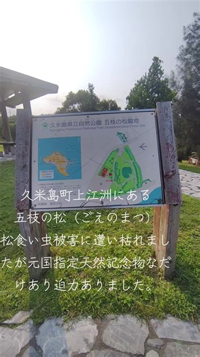 デイゴと同じ“沖縄県の木”に指定されている琉球マツ。200年生きる巨木は久米島のシンボルツリーとされ、天然記念物へ指定🌲 人々がコロナ禍で苦しむ2020年頃に［マツクイムシ］病にかかり、うまく薬が効かず2025年に枯れてしまいました。 伺った当日は奇しくも“枯死認定”された日。全体が赤茶色に代わり、生気が感じられない姿は本当にかわいそうです 倒木の危険やマツクイムシ蔓延防止のため、伐採が終わるまで立ち入り禁止になるようです。 非常に残念ではありますが、今このマツを燃やした灰で作った焼き物用の塗料を使ったコーヒーカップや、沖縄の陶器“やちむん”へ生まれ変わる取り組みがされています☕️ 久米島のシンボルツリーは形を変え、人々のそばで生き続けます😇 この取り組みが、新たな久米島の産業となりますように🙏