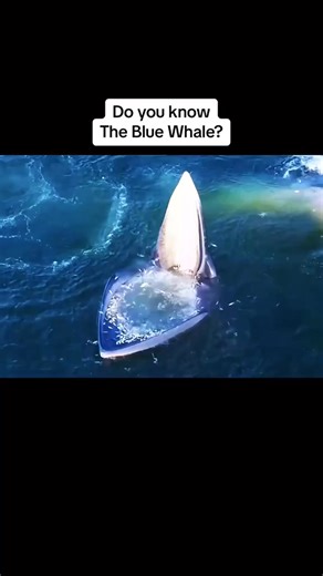 1.8M views · 26K reactions | Do you know blue whale fish | Racheal Olugbuyi | Facebook