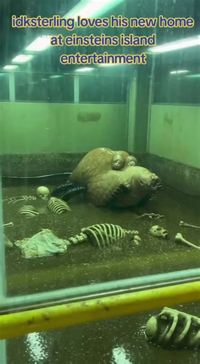 Baby Archosaur at Einstein's Island Adventure