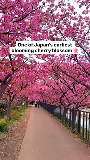 Explore the Kawazu Cherry Blossom Festival in 2026