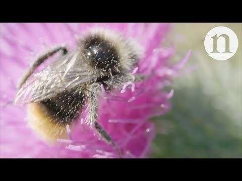 How to help pollinators in cities