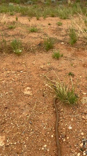 Observing Wildlife: A Brown Snake in Its Natural Habitat