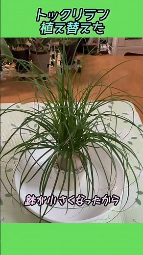 今年こそ鉢増し【ひと回り大きく植え替える】#初夏 #植え替え #鉢増し #植木鉢 #鉢植え #植え方 #トックリラン #観葉植物 #塊根植物