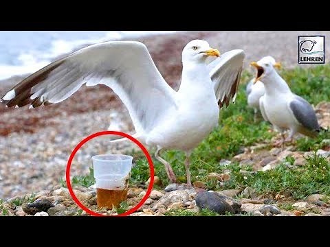 Seagulls Getting DRUNK After Drinking Discarded Alcohol On Beach! | Lehren News