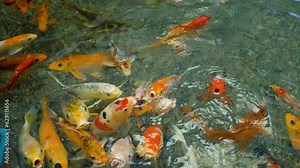 Fish underwater. Koi fish or carp fish swimming underwater. Underwater Blue Water Tropical Reef. Tropical underwater koi fish