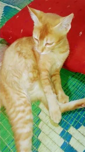 cute cat lovely moments😻 lovely mood🐈#cat videos #trending#shorts#viral #animal