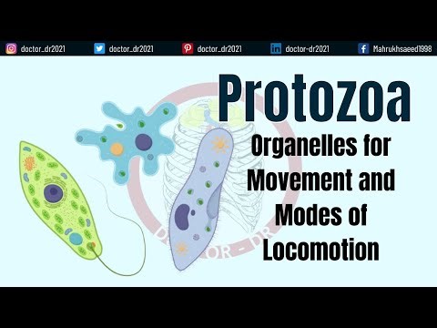 Protozoa: Organelles for Movement and Modes of Locomotion - Parasitology Lectures