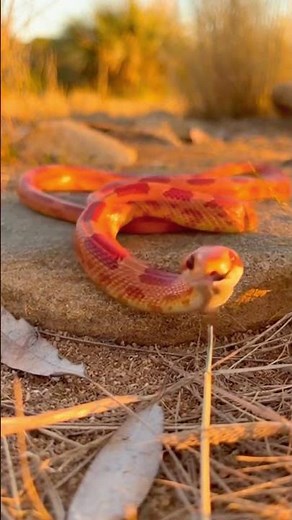 Corn Snake — Calm Hunter of North American Forests