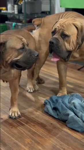 Huge Dogs Mating | Dogs Breeding | #boerboel