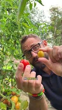Perché SI CHIAMA POMODORO? #orto #curiosità